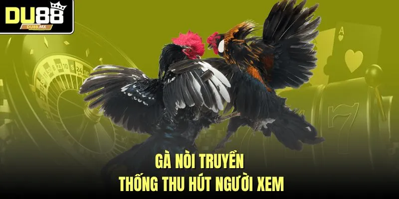 Gà nòi truyền thống thu hút người xem